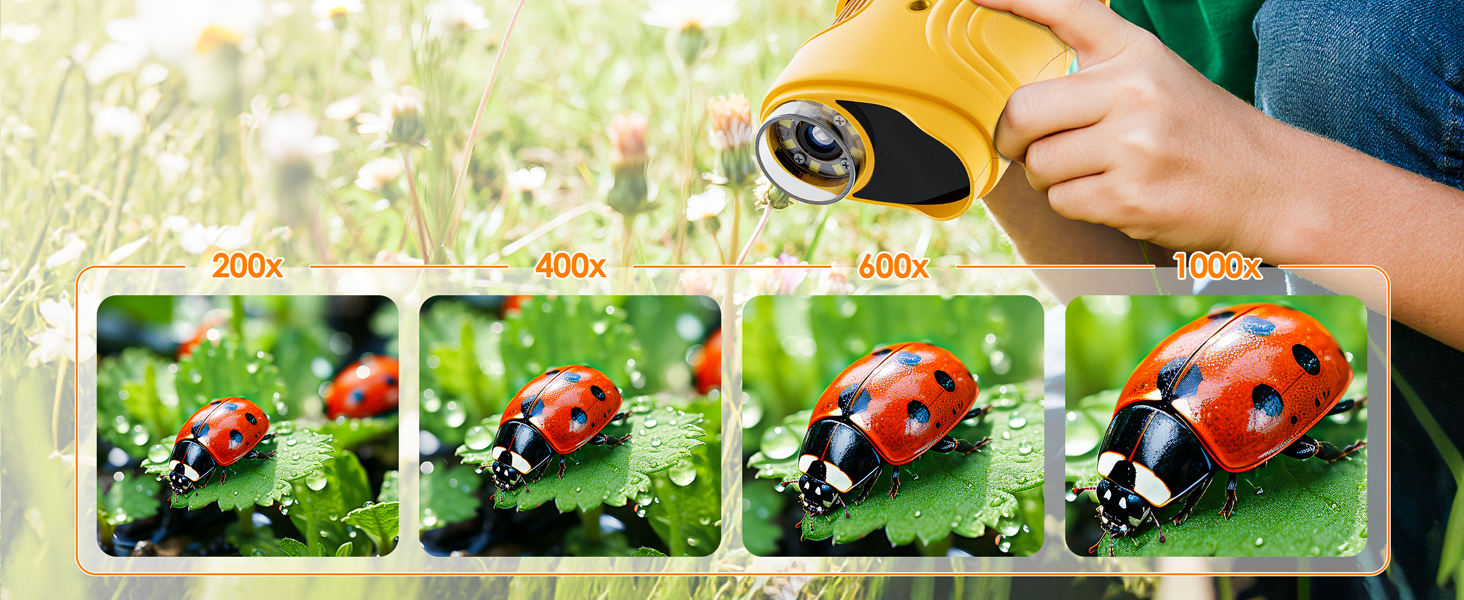 Close-up photos of red ladybugs on green leaves, showing multiple angles and perspectives of the insects.