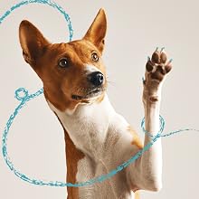 dog nail care