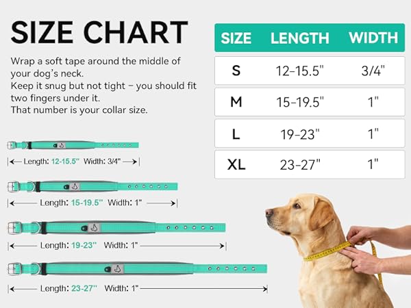 dog collar