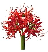 LIUCOGXI 5 Pcs Spider Lilies Artificial Lycoris Bulbs with Long Stem Real Touch for Home Office H...