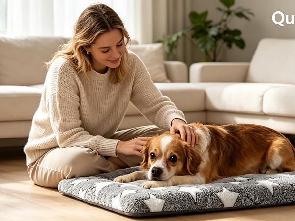 dog bed