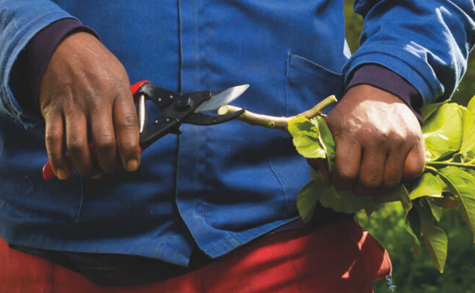 pruning garden rose small fiskers yard gardening sheers plant bush flower clippers pruner snippers