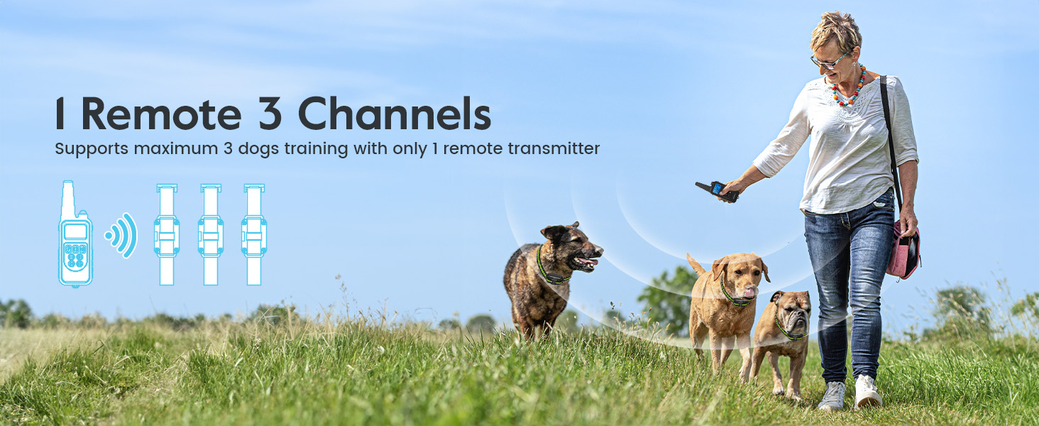 dog training colalr