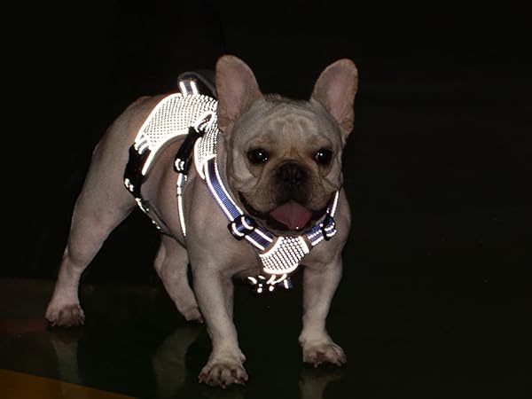 escape proof dog harness