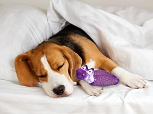 dog toys to keep them busy