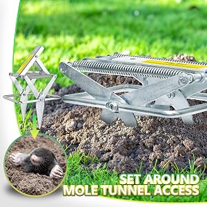 mole
