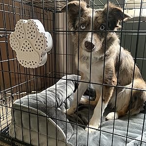 Dog in pet crate with Rescue Retriever