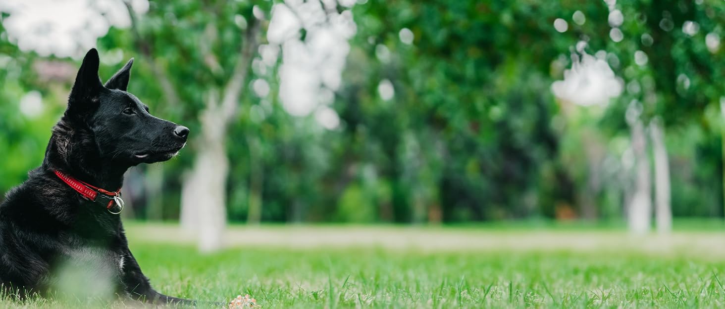 Veterinary Formula Brand for pets