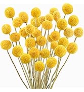 Uieke 30Pcs Natural Dried Flowers Craspedia Billy Balls Flowers Billy Buttons Floral Bouquet for ...