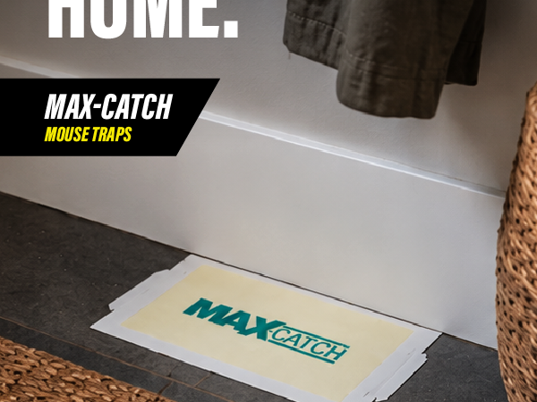 Max-Catch mouse trap placed along a baseboard for indoor pest control