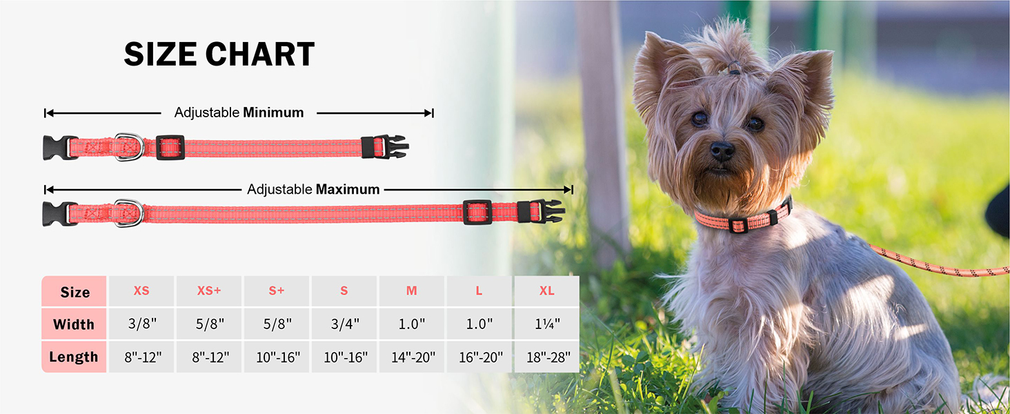 small dog collar