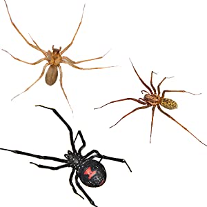 TERRO, insect control, kill ants, spider killer, glue trap, glue board, glue tray