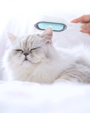cat brush