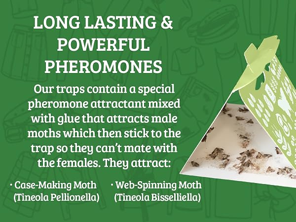 clothes moth trap