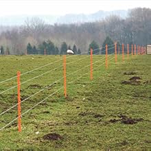 lamb fence