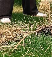 WORKPRO Thatch Rake, 15-Inch Thatching Rake for Lawns, Heavy Duty Dethatcher Rakes with 5FT Handl...