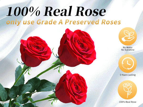 preserved roses