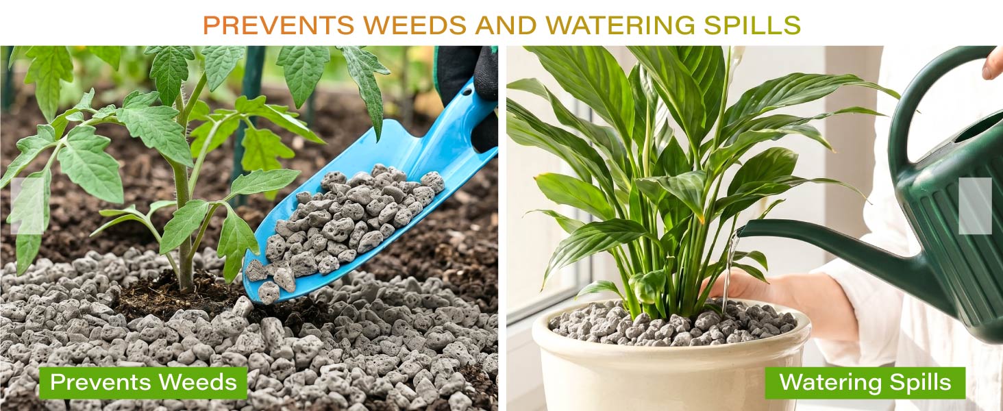 pumice for plant