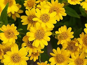 arnica