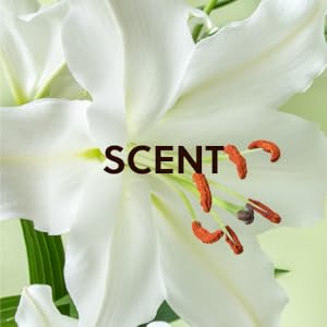 Coco Colada scent