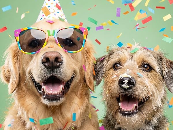 Happy dogs at birthday party with colorful confetti cannon.Terrier and Golden retriever in party hat