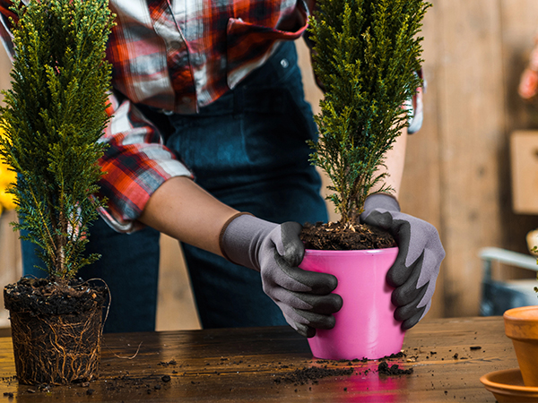 Gardening