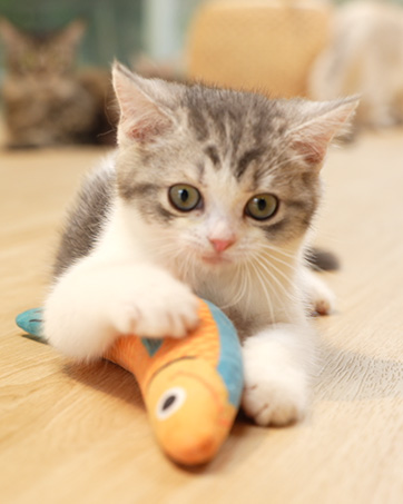 indoor cat toys