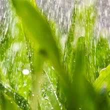 Professional water (garden hose)