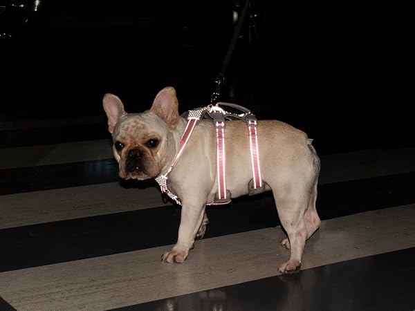 no slip dog harness escape proof