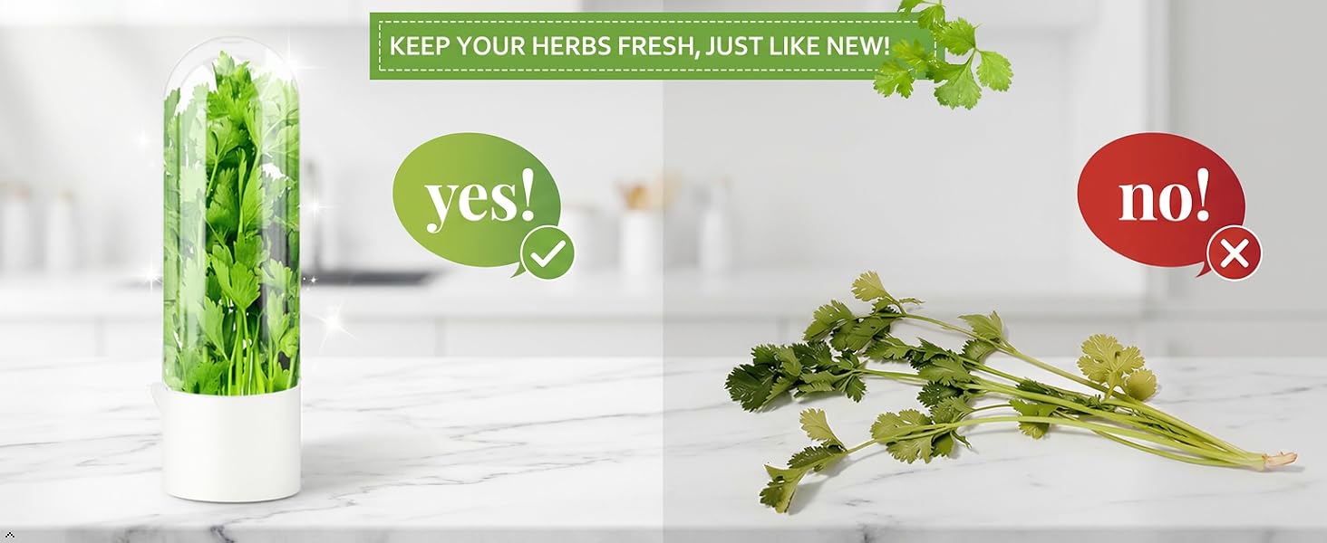 cilantro container for fridge