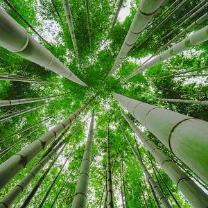 Bamboo Toothbrush