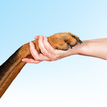 pet collar