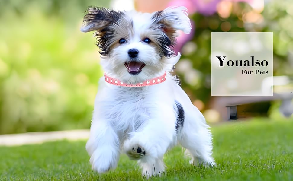 small dog collar