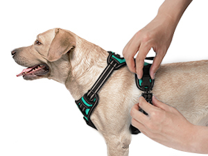 dog harness