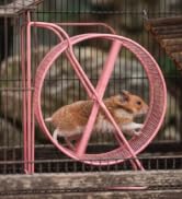 Prevue Pet Products Wire Mesh Hamster Wheel - Exercise Wheel for Pet Hamster, Gerbil, and Mouse