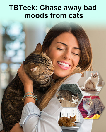 cat toy
