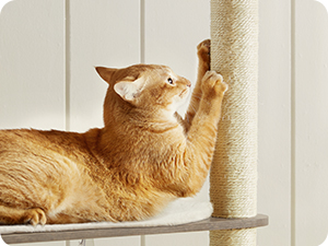 Orange tabby cat scratching a tall sisal-covered cat scratching post. Cat is standing on an attached platform or perch.