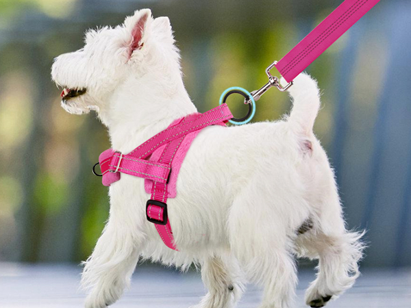 small dog harness leash set for small dogs