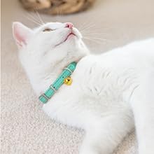 a cat lying on the back