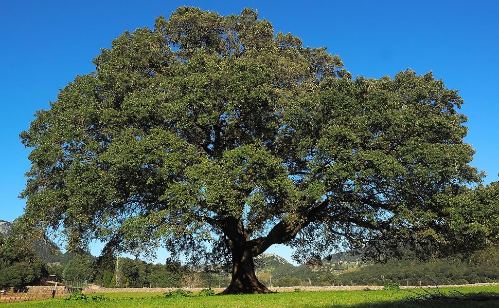 CAMPHOR