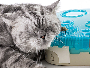 cat toys,cat toys for indoor cats best sellers,automatic cat toyinteractive cat toys for indoor cats