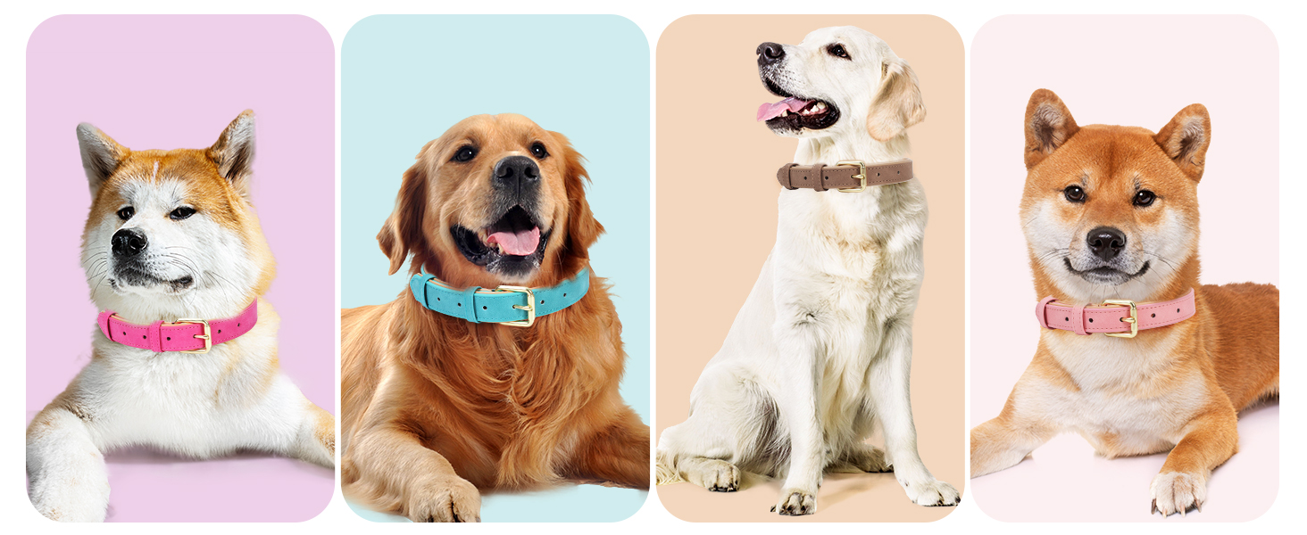 leather dog collar for medium dogs