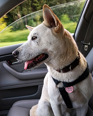DOG CAR SEAT COVER