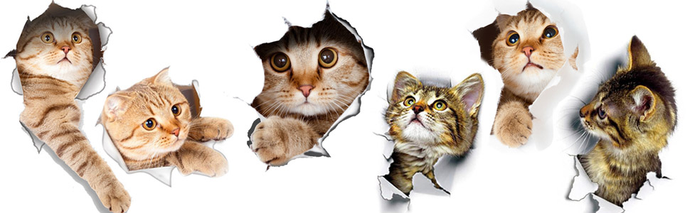 3D cat