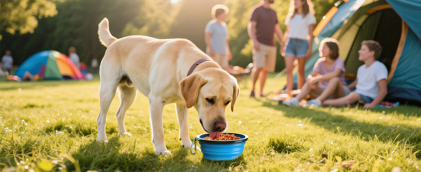 collapsible dog bowls
