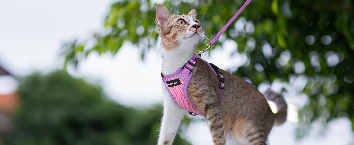 cat harness
