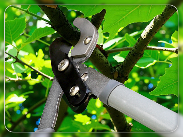 hedge shears