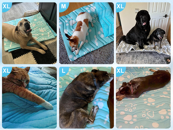 cooling mat for large dogs