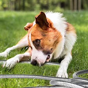 expandable hose; expandable garden hose 50 ft; 50 ft garden hose; water pipe; heavy duty garden hose