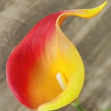 Red Yellow
